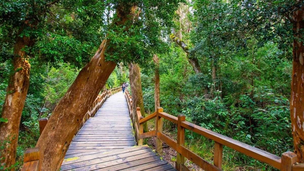 El bosque de los troncos canela: una caminata que empieza en el agua y termina entre arrayanes