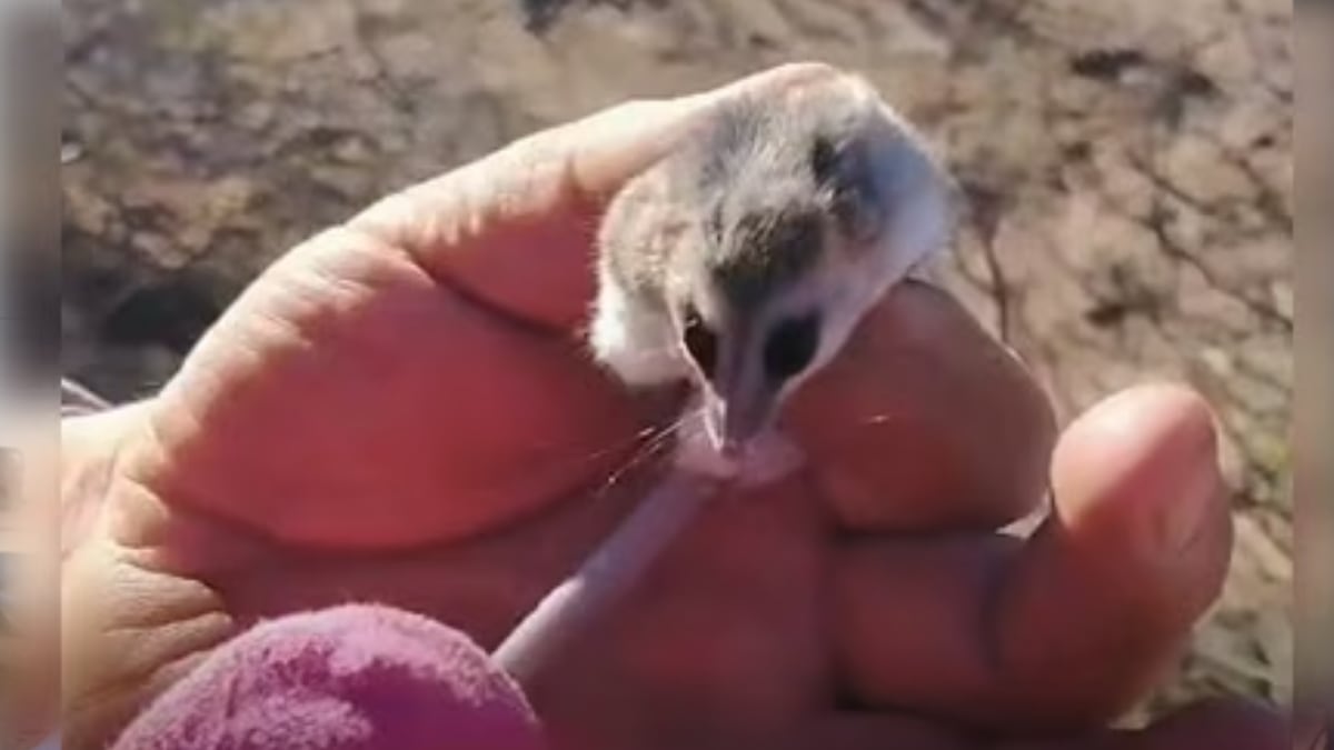 Una comadreja enana se metió en la leña de una casa de Cutral Co y el protocolo para estos casos volvió a escena