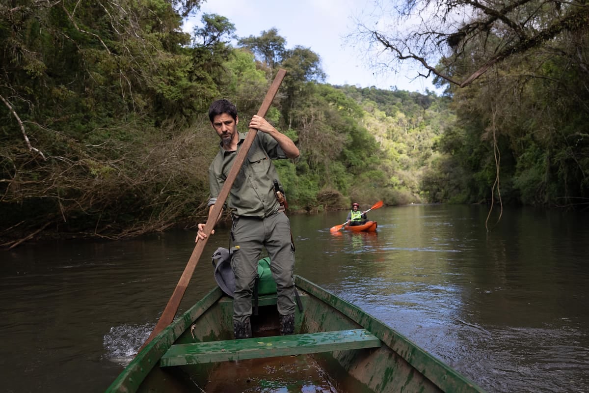 Margay: agua, monte y silencio a la orilla del arroyo Paraíso, en el corazón de Misiones