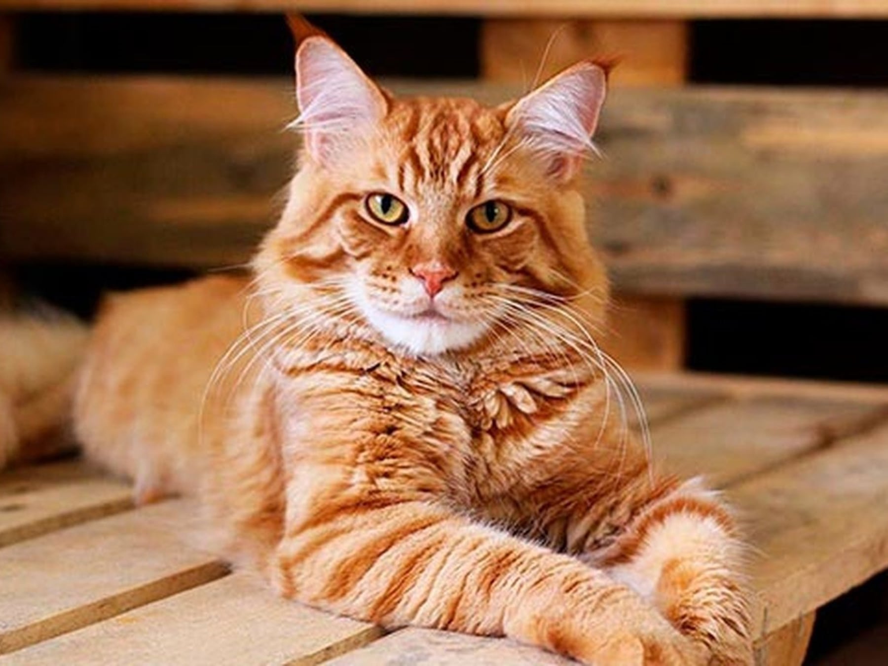 Los gatos ya conviven con uno de cada dos hogares argentinos que tienen mascotas
