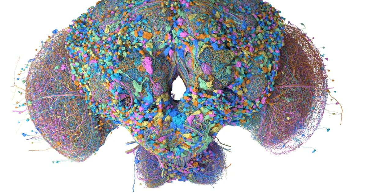 Un cerebro de mosca digital que clasifica correos, juega al Doom y decide inversiones