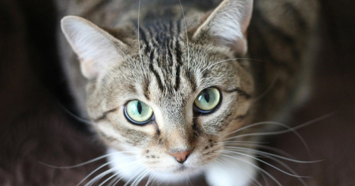 Gatos como reservorios: casi 158.000 muestras confirman la circulación de una variante de Giardia que preocupa a la salud humana
