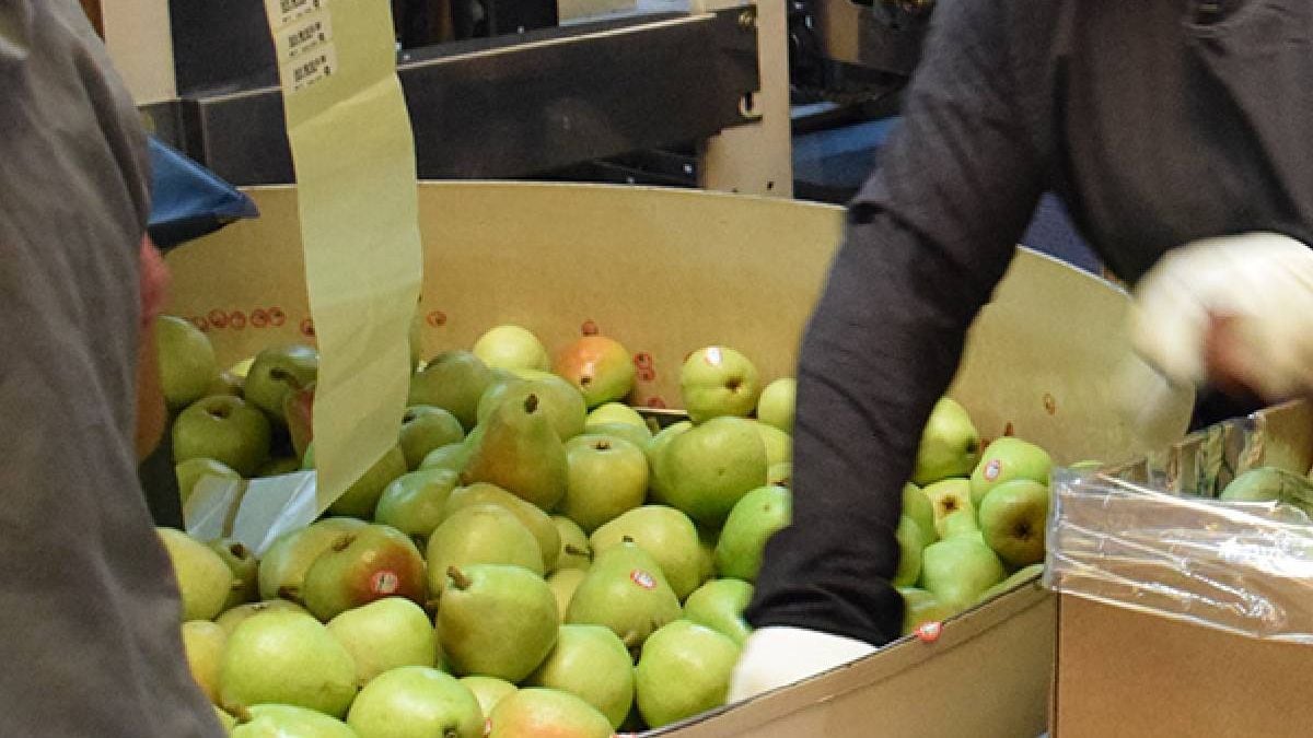 Después de nueve años con la fruta al hombro, la cooperativa le soltó la mano y la Justicia le dio la razón al operario