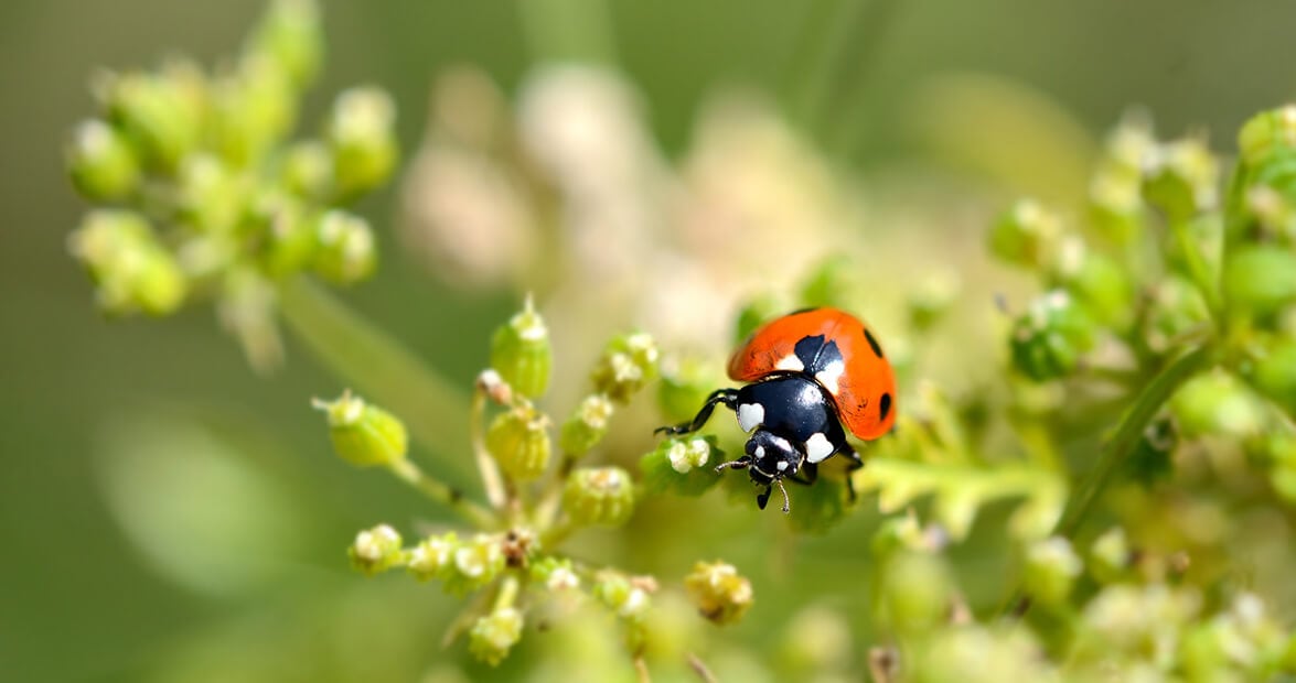 La huerta detrás de la medianera: recetas de abuela que el INTA avala para defender el jardín sin una gota de química