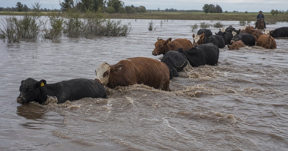 La crecida del Paraná empuja el precio de la carne en Cañuelas y enciende una alerta global