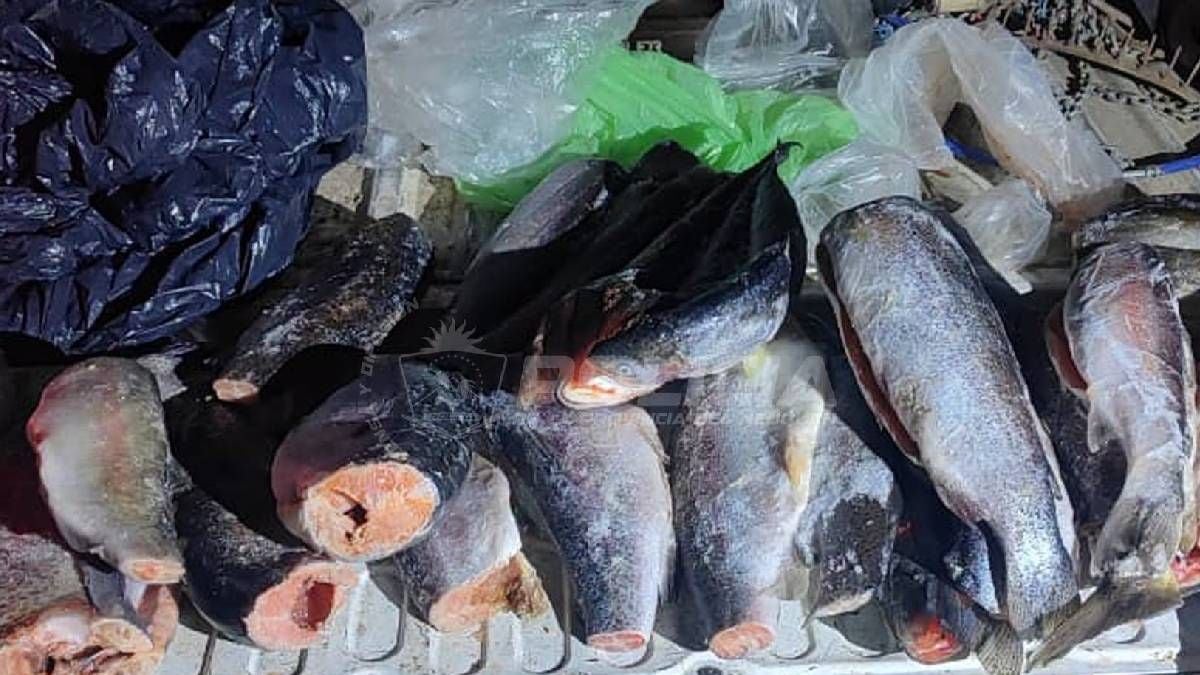 Pesca en la Patagonia: la ventana previa a noviembre que pocos aprovechan sin pasar por el control